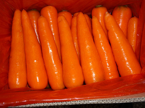 Carrot
